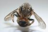 Anthidium septemspinosum